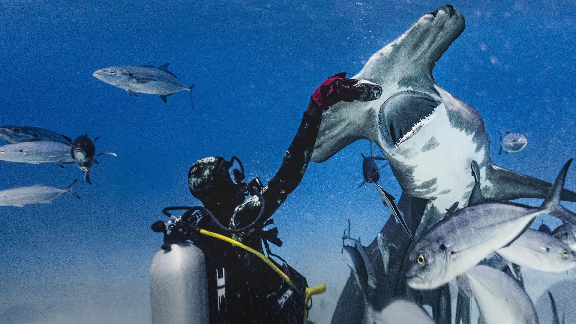 An underwater shot of a scuba diver wearing a camouflage hood and a red glove, reaching out to touch the head of a hammerhead shark with its mouth open, surrounded by a school of smaller fish in clear blue water.