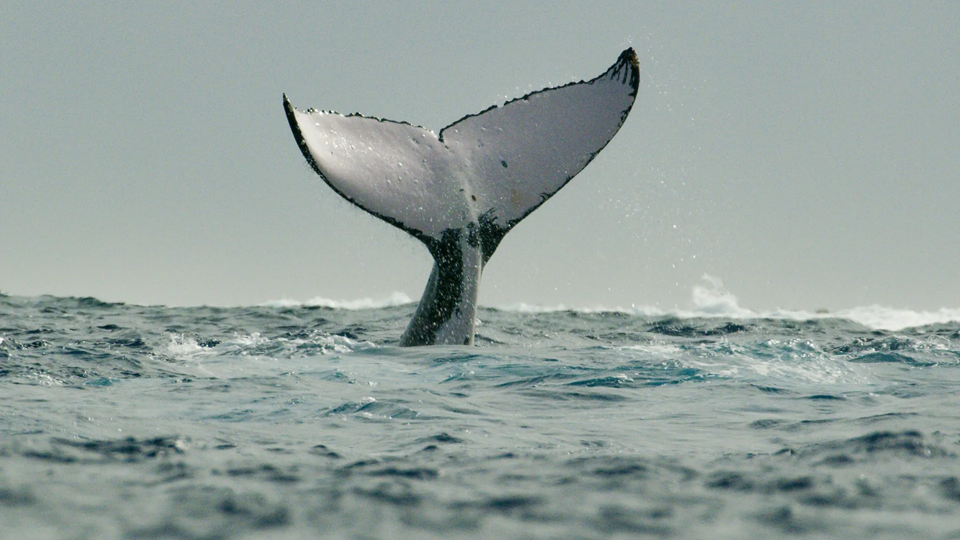 This image captures a moment in time featuring a humpback whale (Megaptera novaeangliae) displaying its fluke (tail) above the surface of the ocean.
