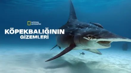 thumbnail - Köpekbalığının Gizemleri