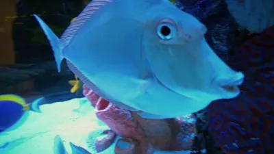 thumbnail - S4:E11 Popcorn on the High Seas