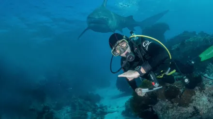 Supersized Sharks