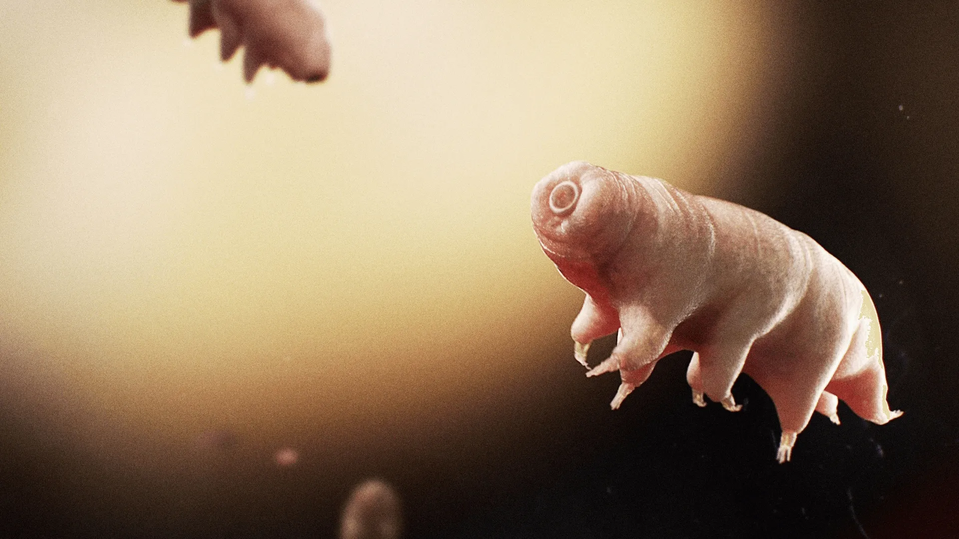 thumbnail - S1:E2 Water Bear vs. Giant Tube Worm: Battle for The Toughest