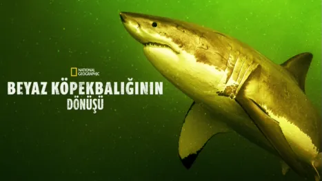 thumbnail - Beyaz Köpekbalığının Dönüşü