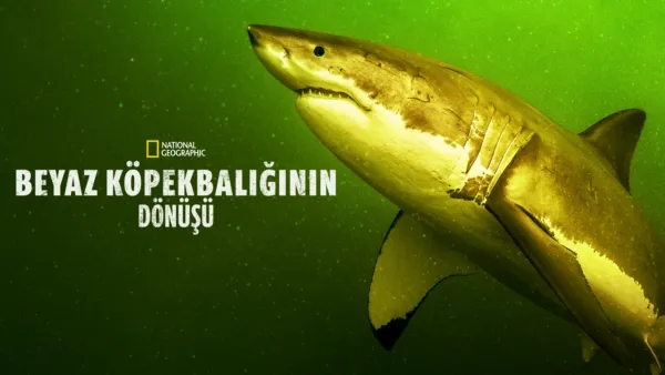 thumbnail - Büyük Beyaz Köpekbalığının Dönüşü