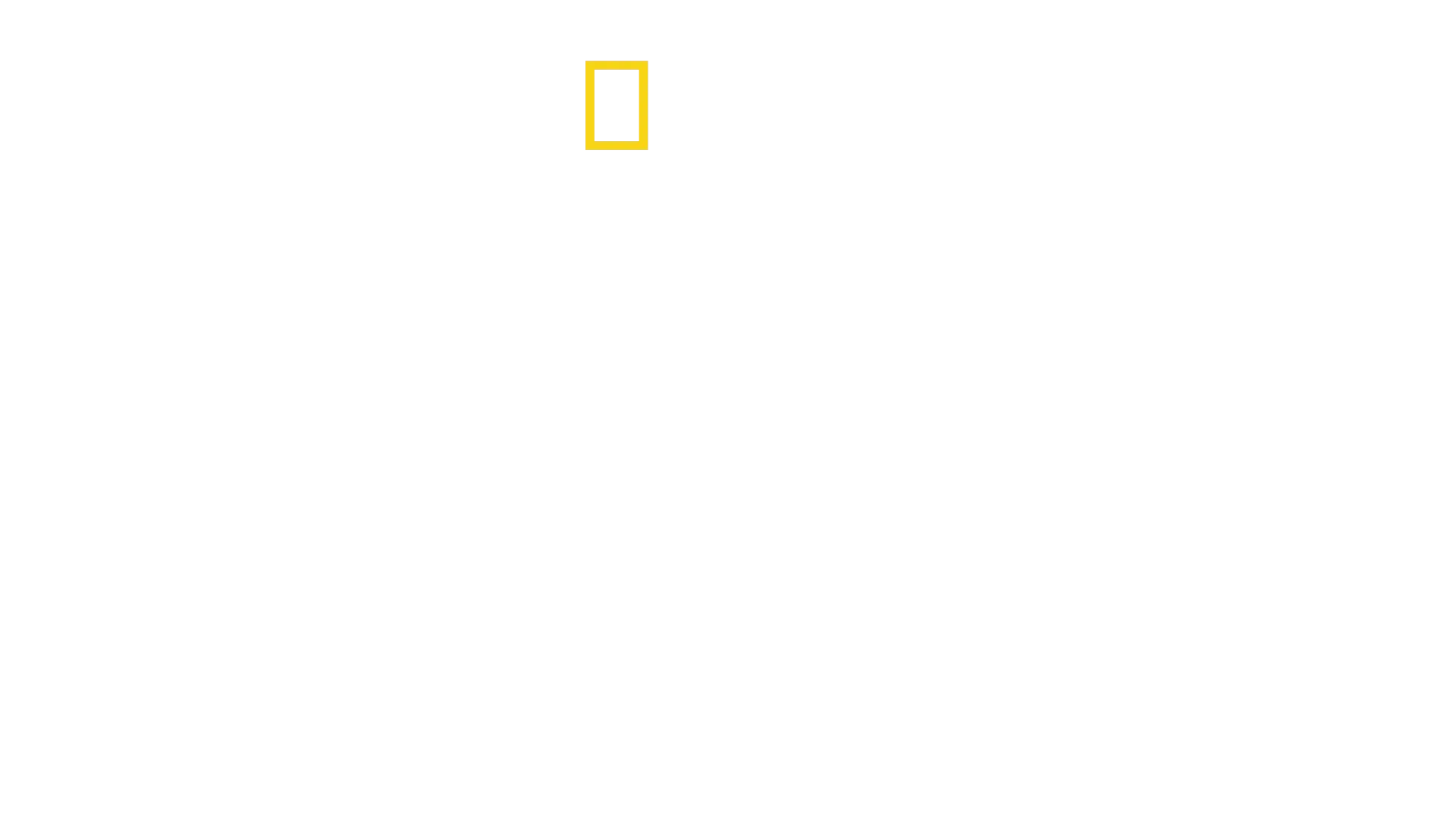 Wild Yellowstone
