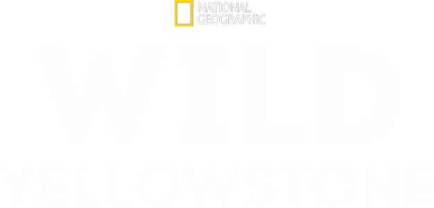 Wild Yellowstone