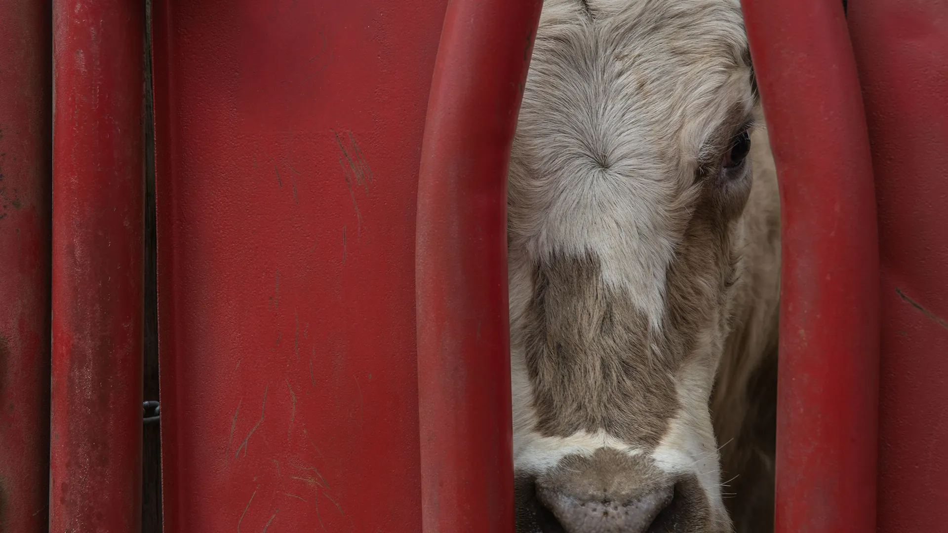 thumbnail - S10:E7 Sheep-a-Dee-Do-Dah