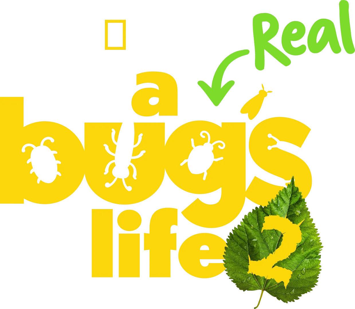 A Real Bug's Life