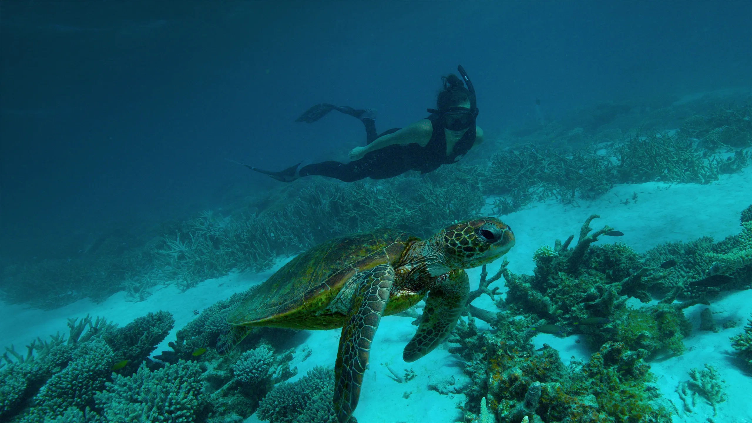 Deep Dive Australia