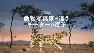 動物写真家が追うチーターの親子