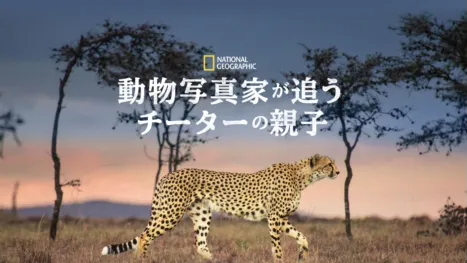 thumbnail - 動物写真家が追うチーターの親子