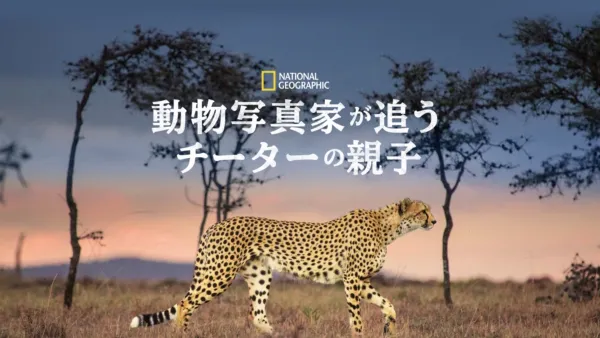 thumbnail - 動物写真家が追うチーターの親子