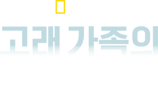 고래 가족의 성장기