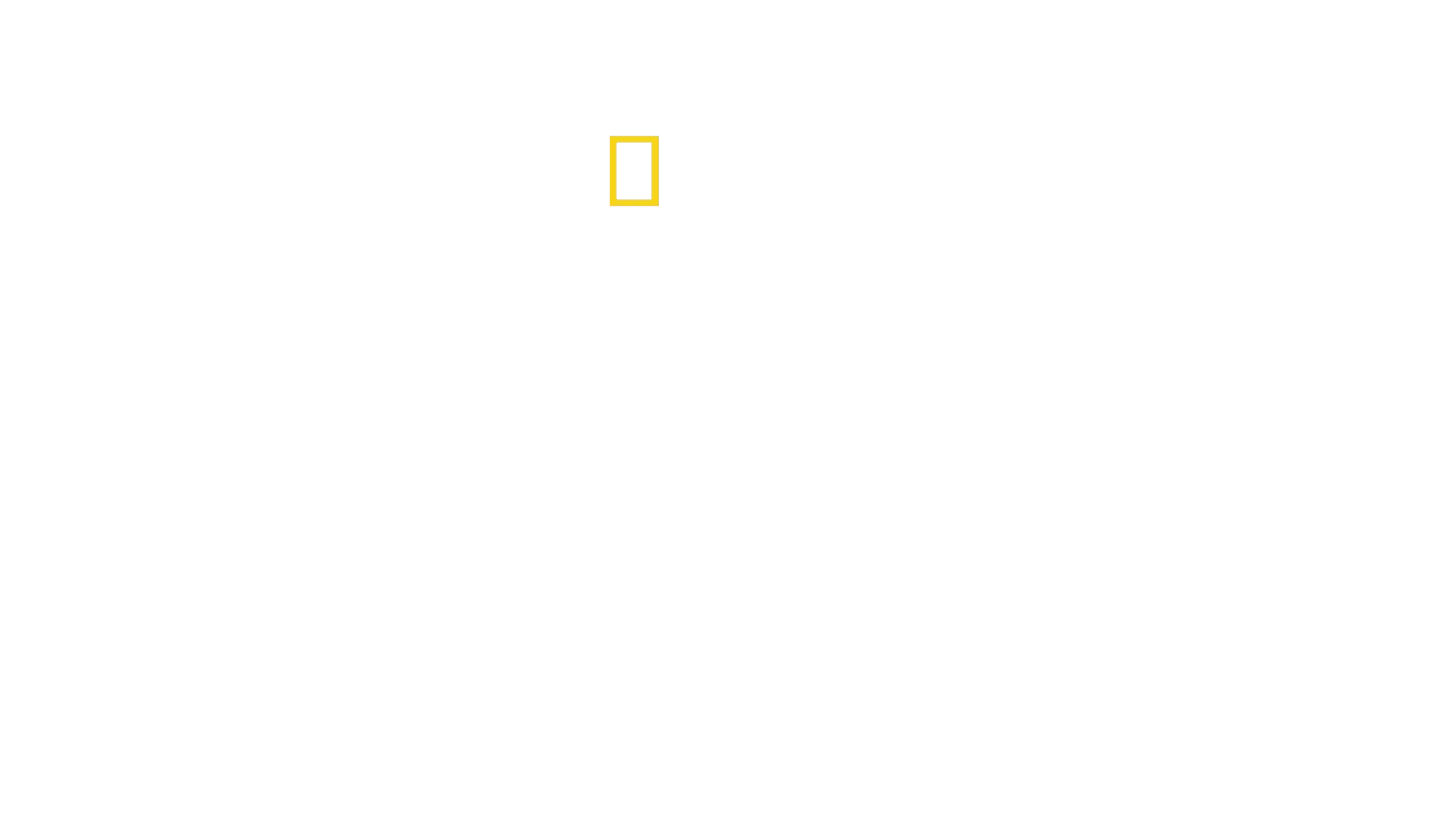 Oiseaux de paradis: Séduction sauvage