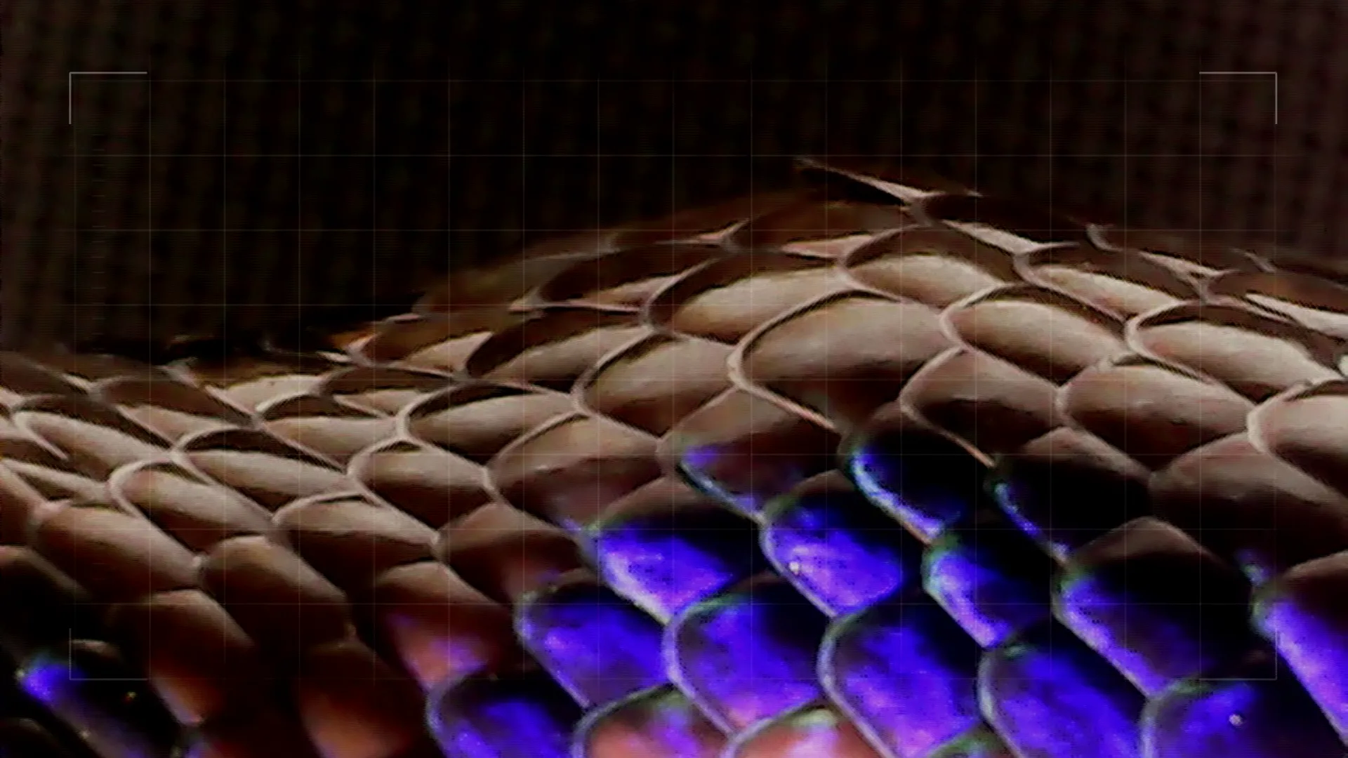 thumbnail - S1:E12 The Rainbow Boa