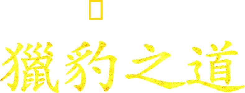 獵豹之道