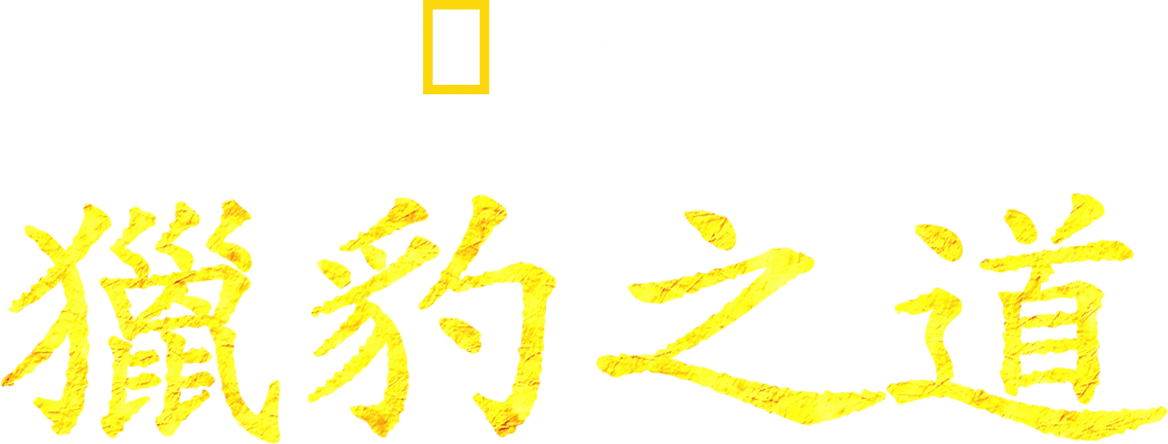 獵豹之道