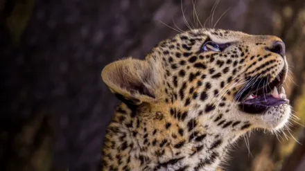 Jade Eyed Leopard