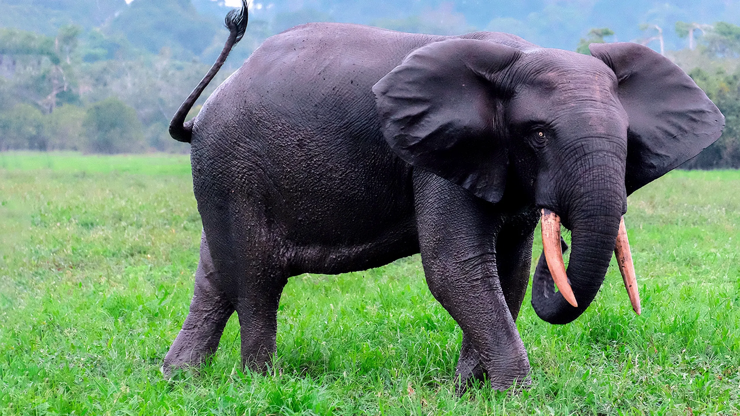 Rainforest First: Climate Protection in Central Africa