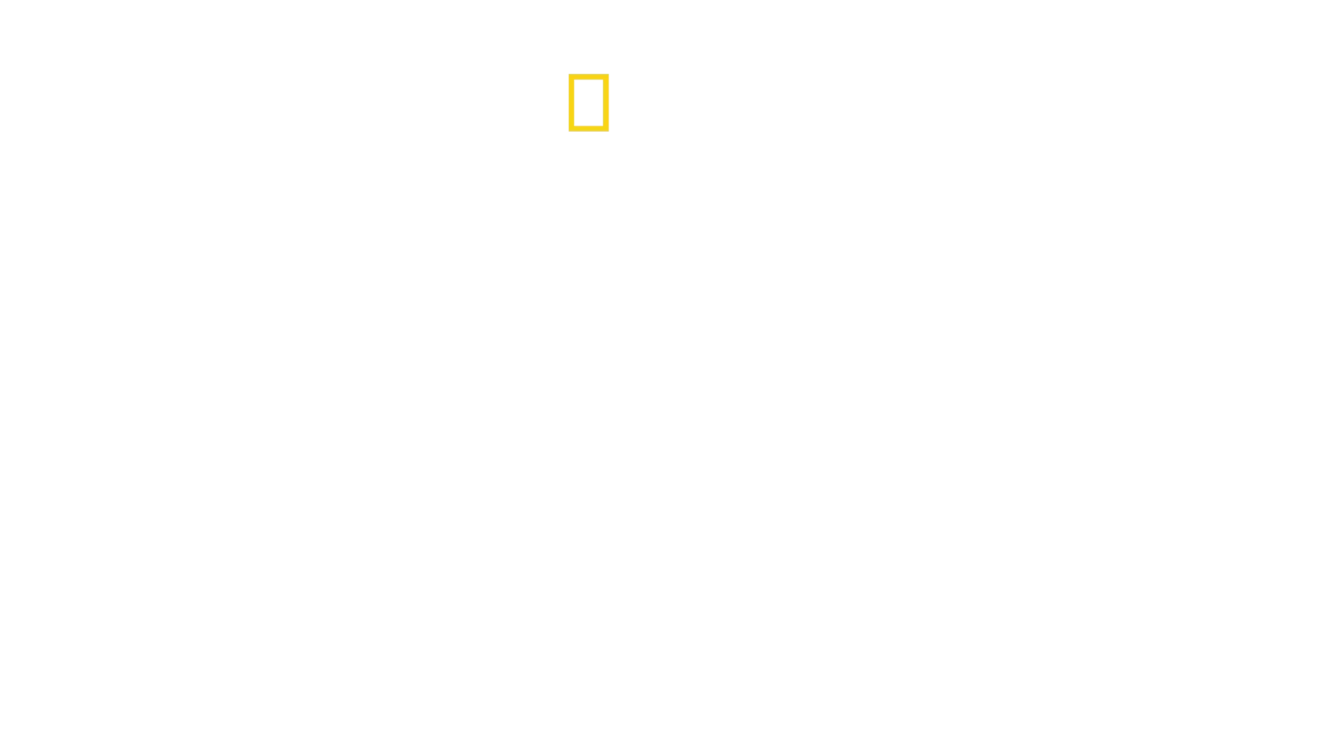 Au plus près des requins avec Bertie Gregory
