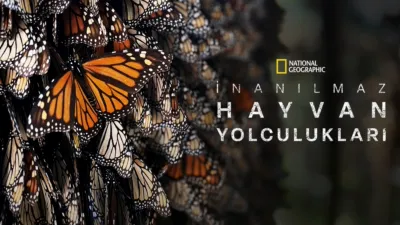 İnanılmaz Hayvan Yolculukları