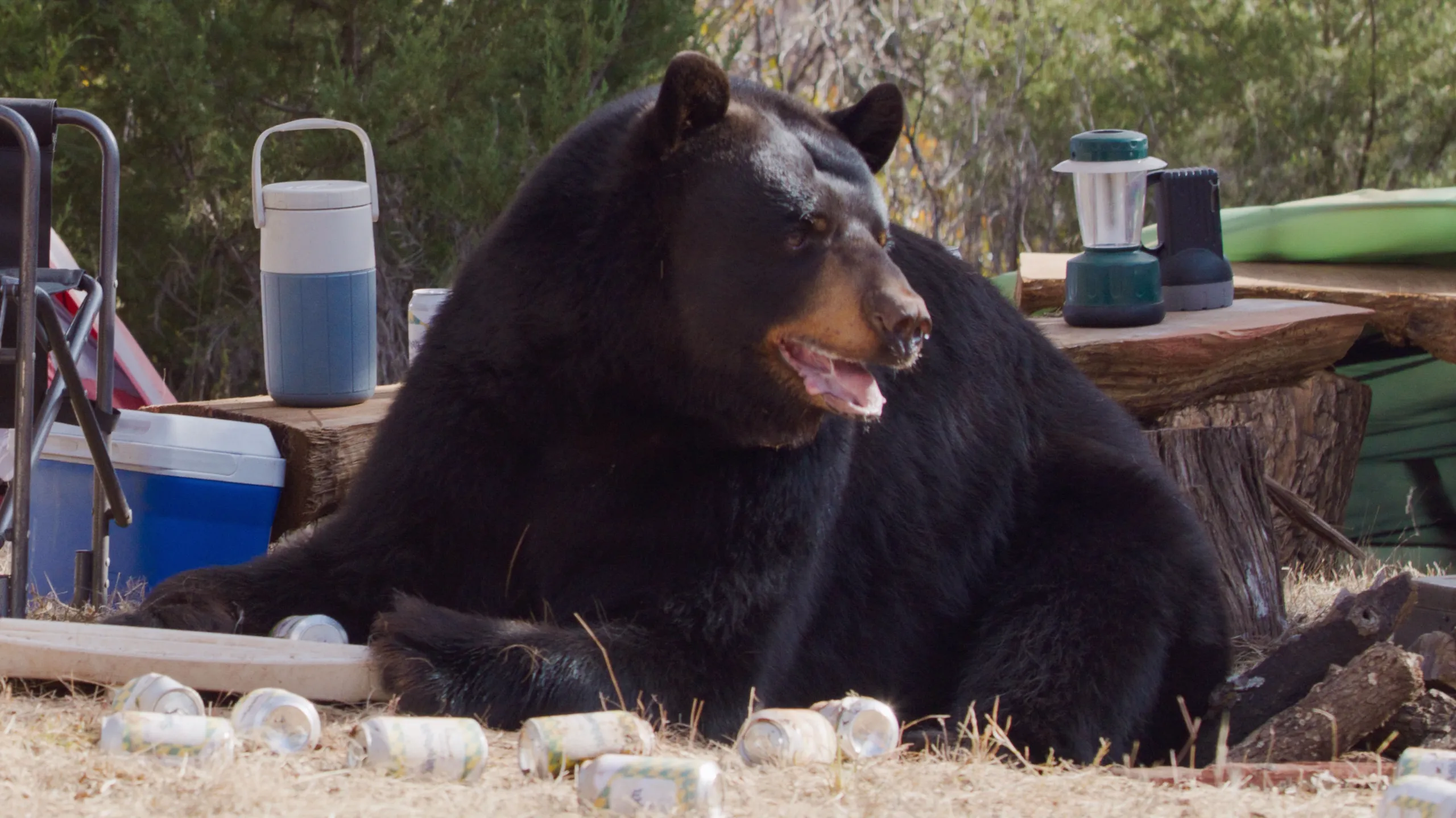 thumbnail - S1:E2 Drunk Bears