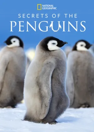 Secrets of the Penguins