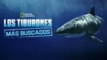 thumbnail - Los tiburones más buscados