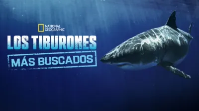 Los tiburones más buscados