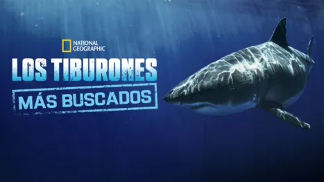 thumbnail - Los tiburones más buscados
