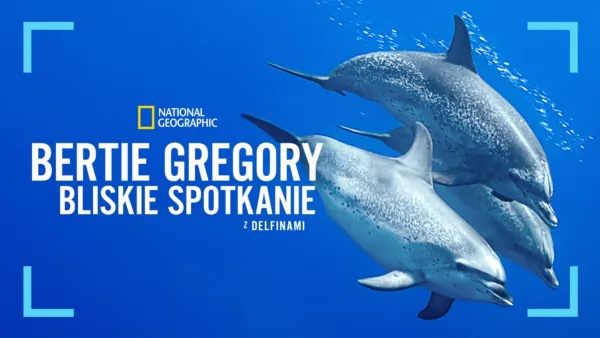 thumbnail - Bertie Gregory: bliskie spotkanie z delfinami