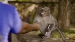 thumbnail - The Unusual Suspects S1:E4 The Unusual Suspects
