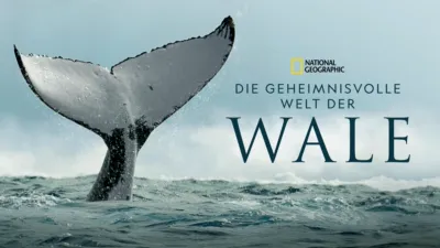Die geheimnisvolle Welt der Wale