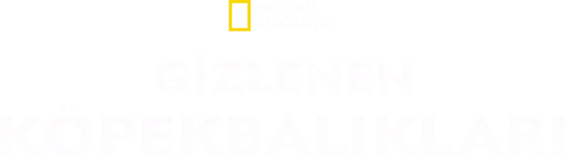 Gizlenen Köpekbalıkları