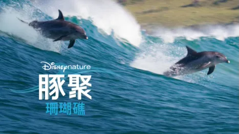 thumbnail - 豚聚珊瑚礁