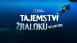 thumbnail - Tajemství žraloků bělavých