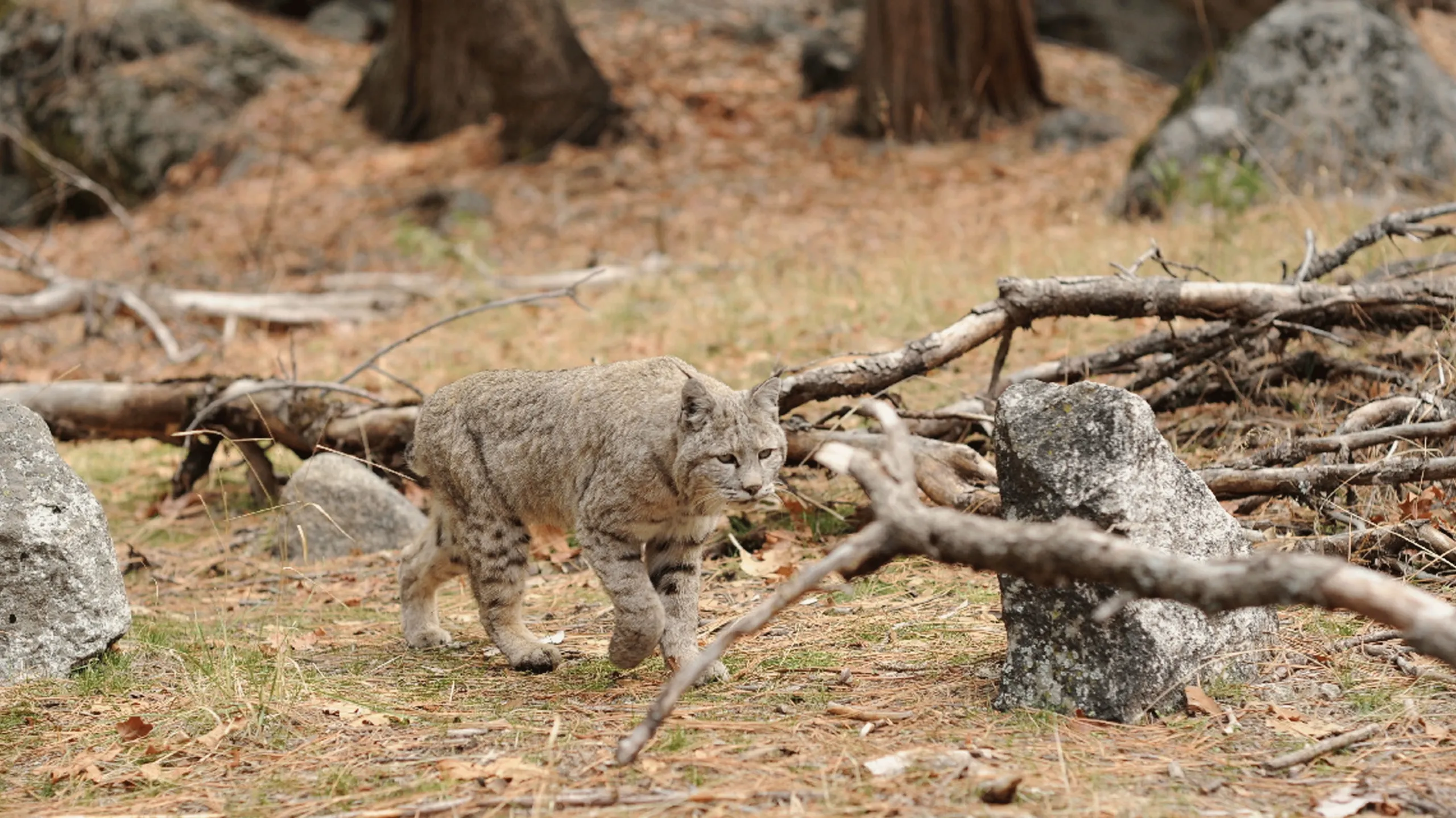 thumbnail - S1:E2 Yosemite