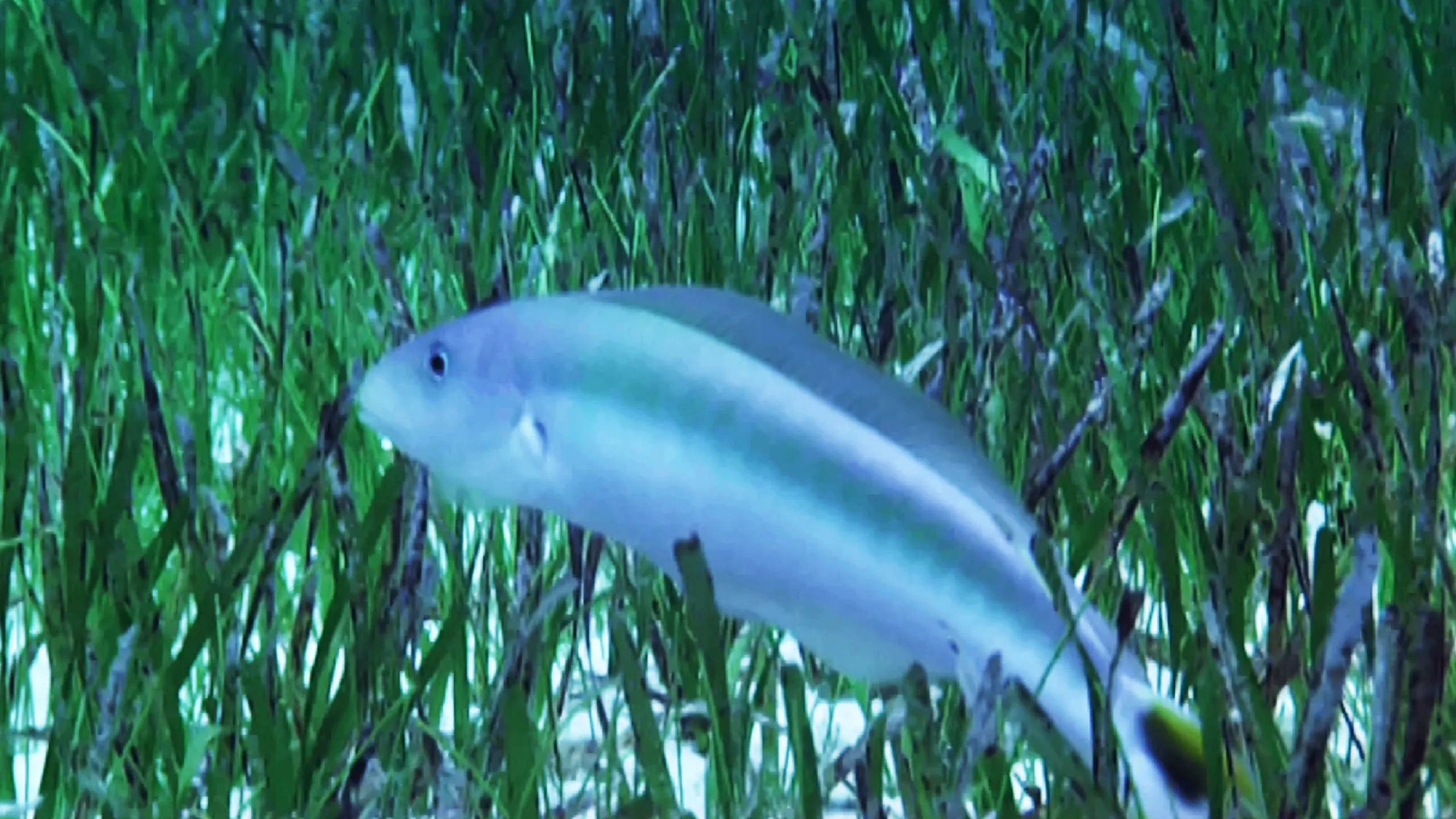 thumbnail - S1:E6 One Sly Fish