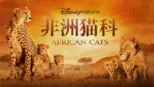 thumbnail - 非洲猫科