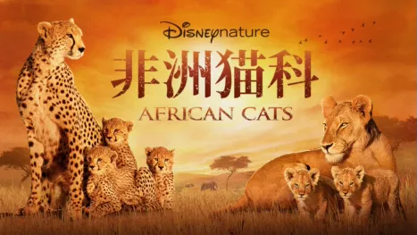 thumbnail - 非洲猫科