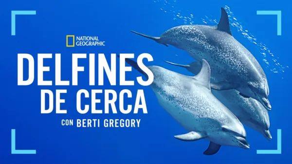 thumbnail - Dolphins Up Close with Bertie Gregory