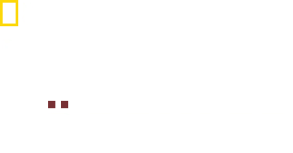 İmkansız Köpekler