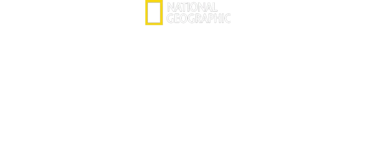 O Segredo das Baleias