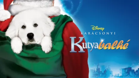 thumbnail - Karácsonyi kutyabalhé