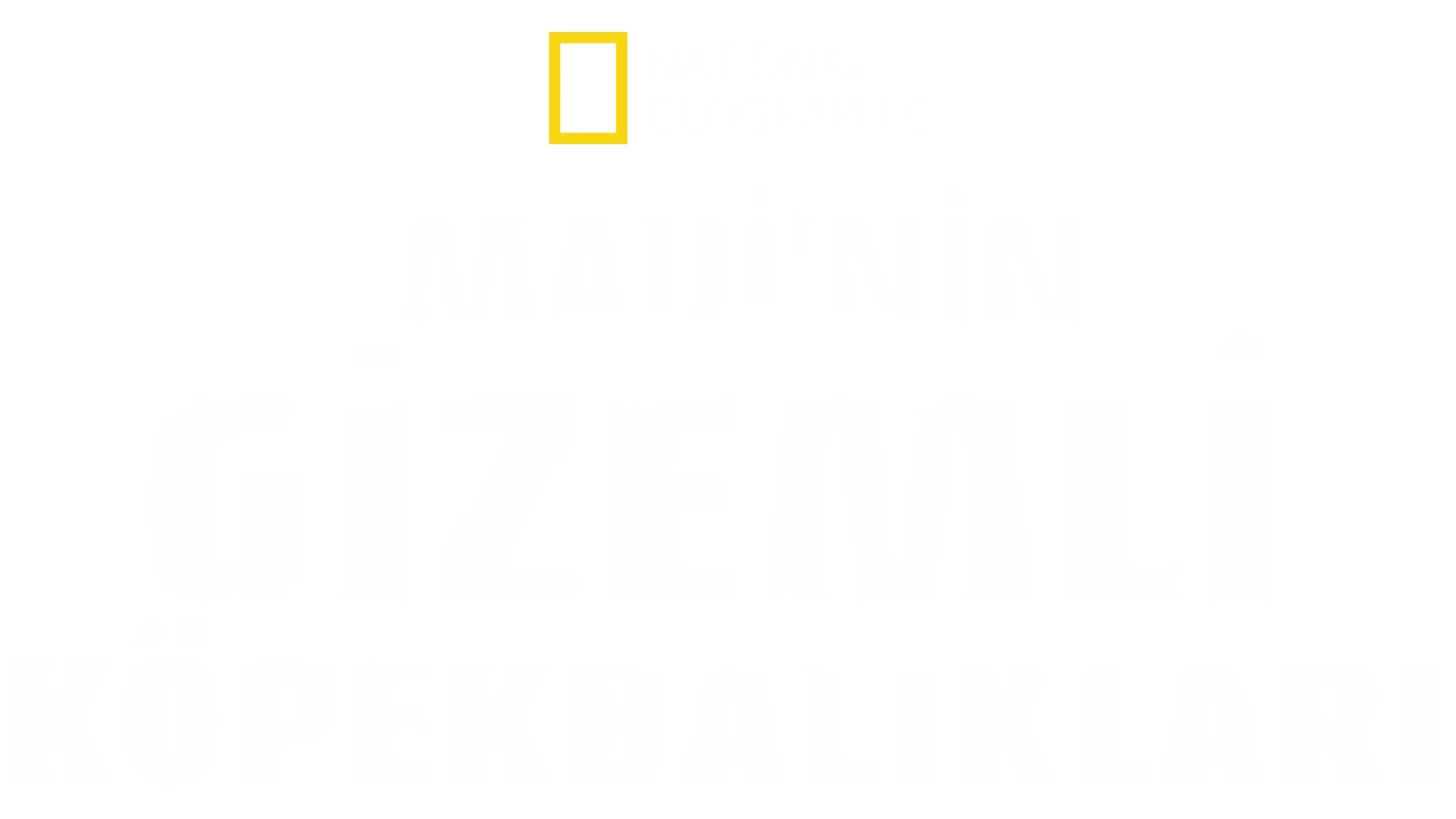 Maui'nin Gizemli Köpekbalıkları