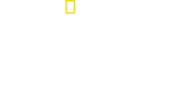 Maui'nin Gizemli Köpekbalıkları