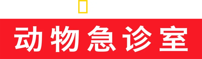 动物急诊室