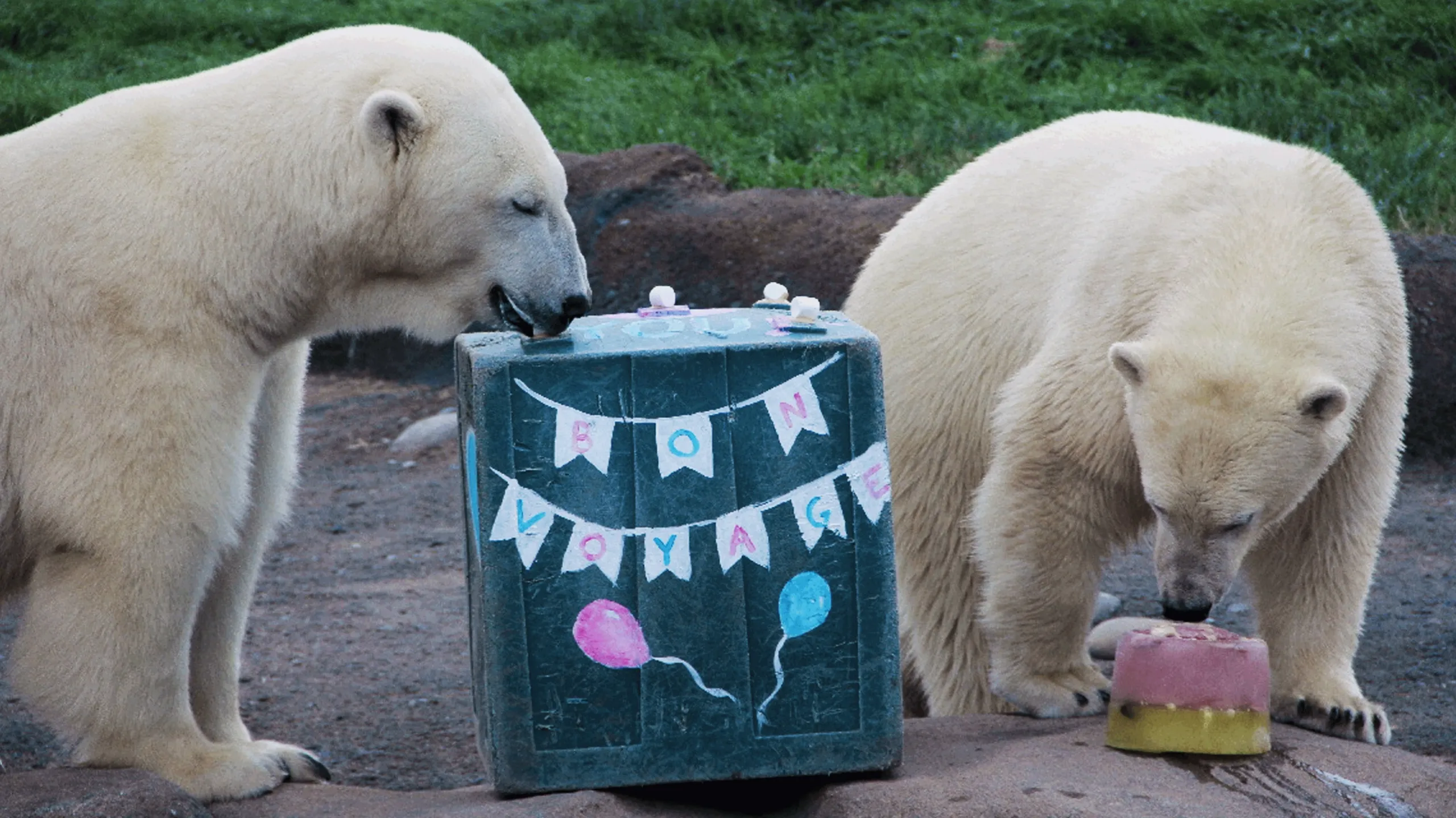 thumbnail - S2:E6 Polar Bear Palooza