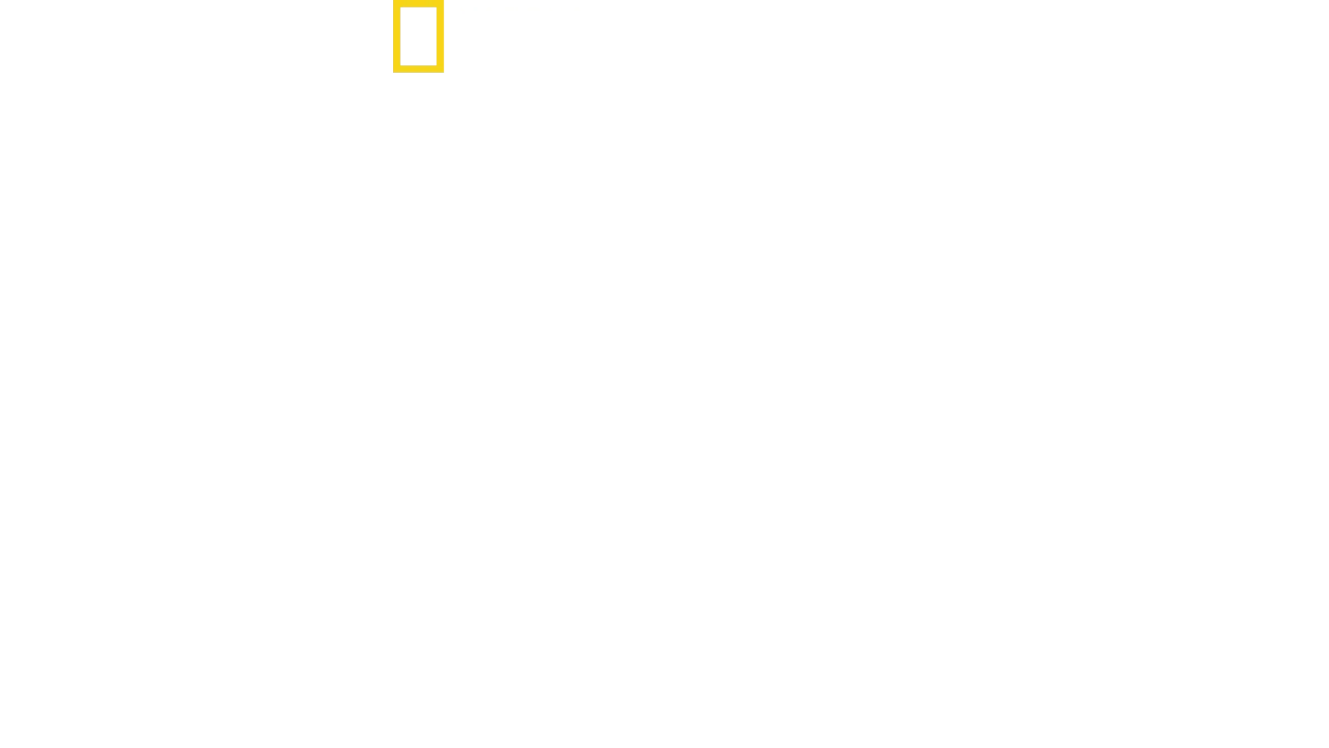 Orca vs. Great White