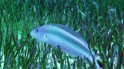 thumbnail - S1:E6 One Sly Fish